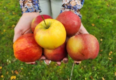 ROCK-Spektrometer für die Sortierung von Obst